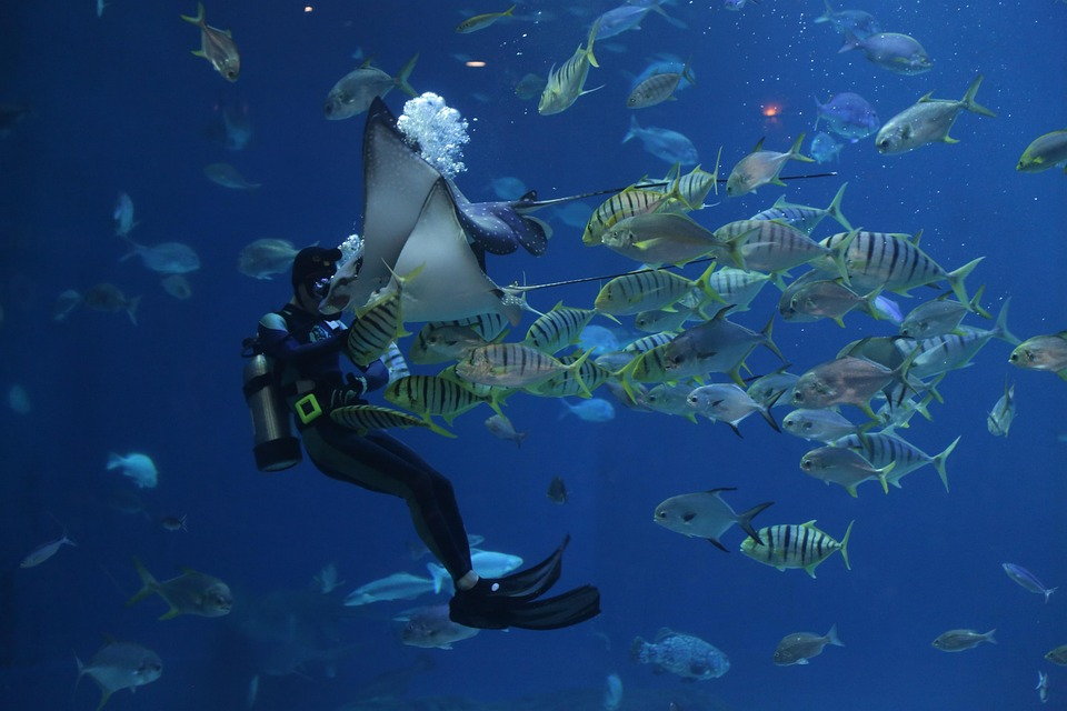 scuba diver exploring marine life at one of the best snorkeling and diving beaches surrounded by colorful tropical fish